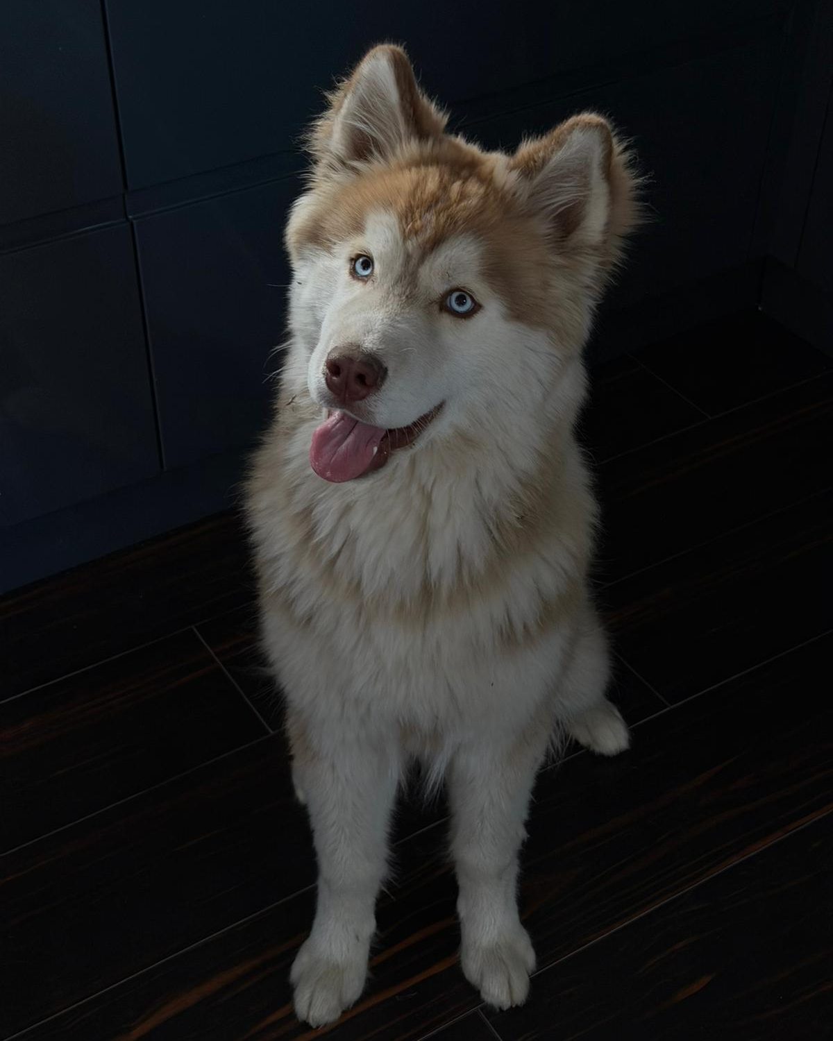 Cynamon — husky