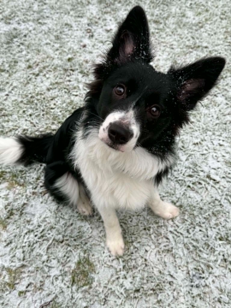 Kiara — border collie na trawie