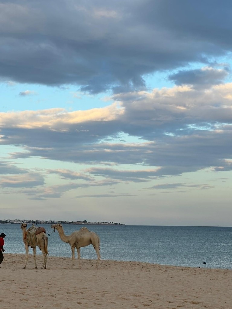 Wielbłądy na plaży